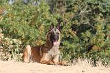 MALINOIS 145